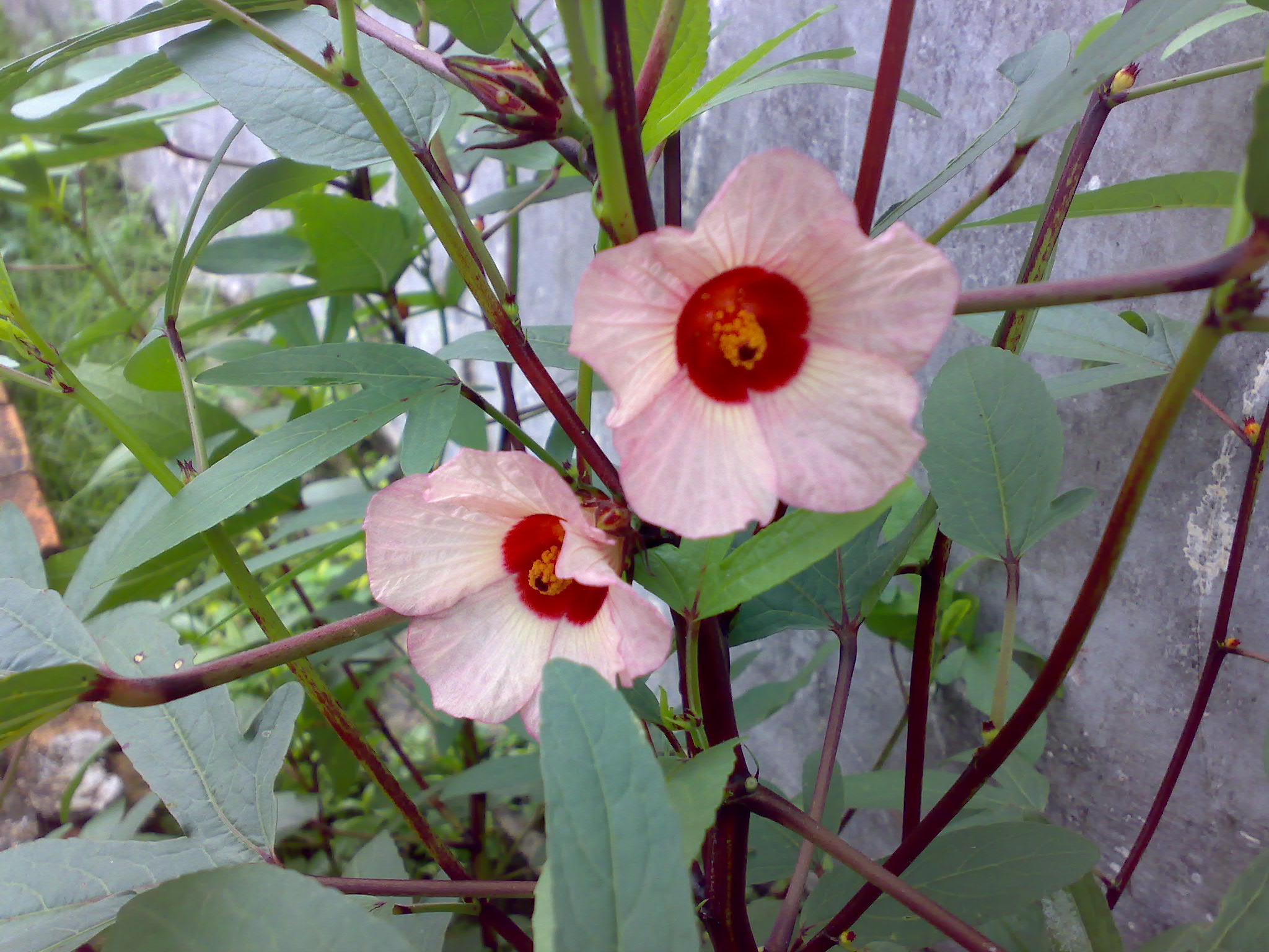 Gambar Bunga Rosella Pickini